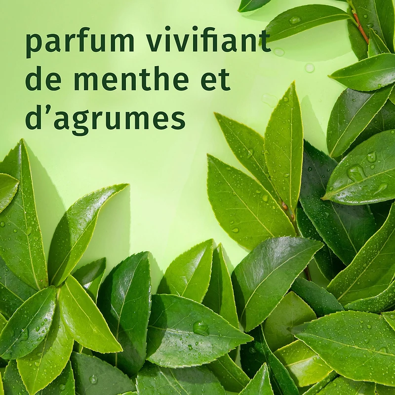 HERBAL ESSENCES - REVITALISANT PURIFIANT AU THEIER 1L