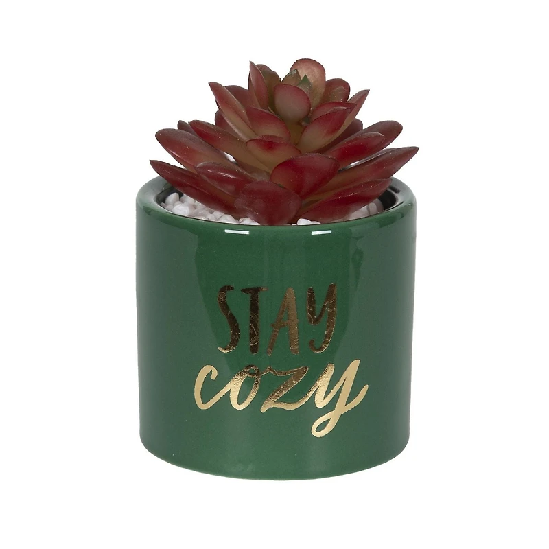 Fausse plante grasse miniature Stay Cozy Bice