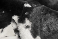 H-Luxe Faux Fur Cowhide Rug