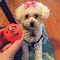 Fetch & Glow Ball Petit paquet de 2 jouets pour chiens