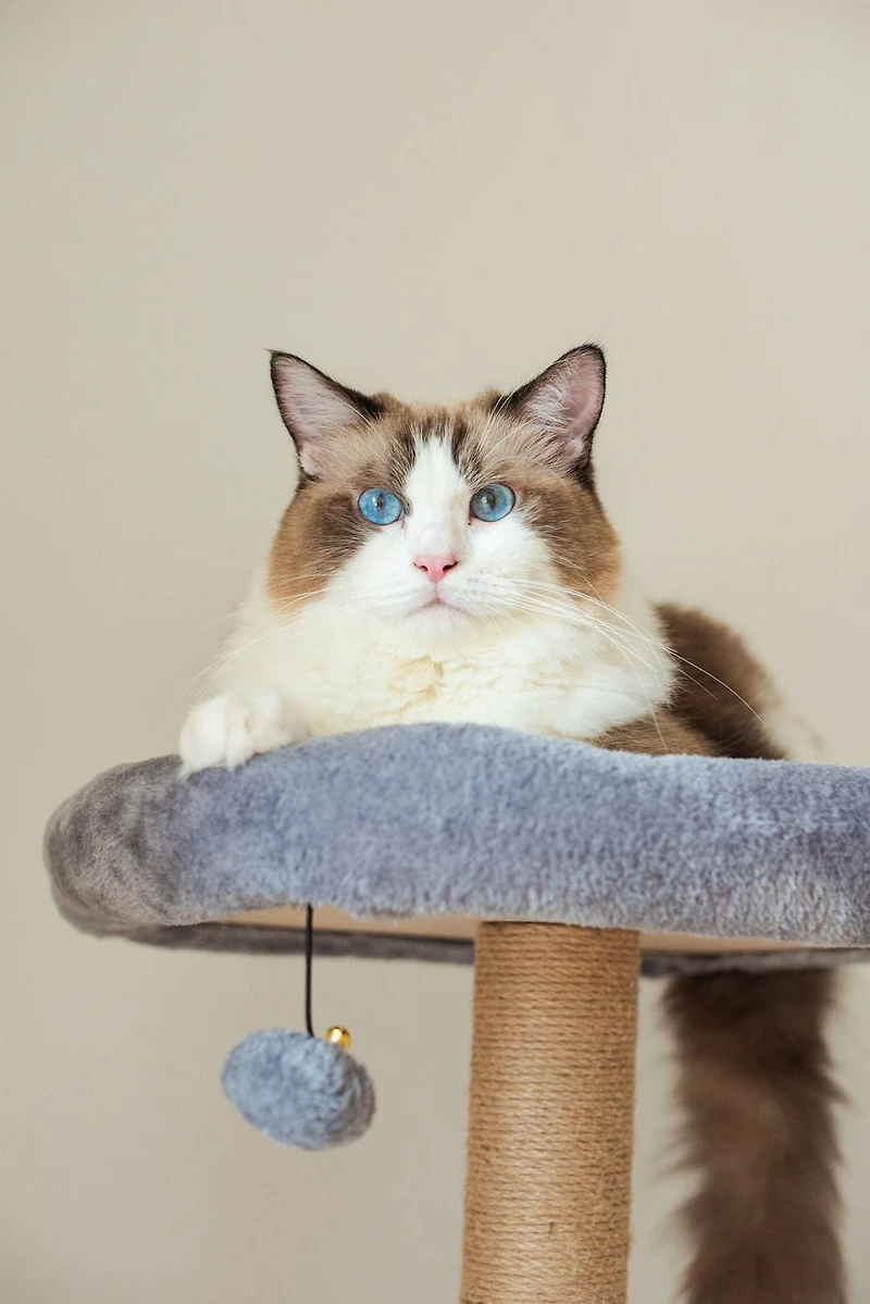 Catry Oak Tour pour chat à 3 niveaux avec hamac et griffoir