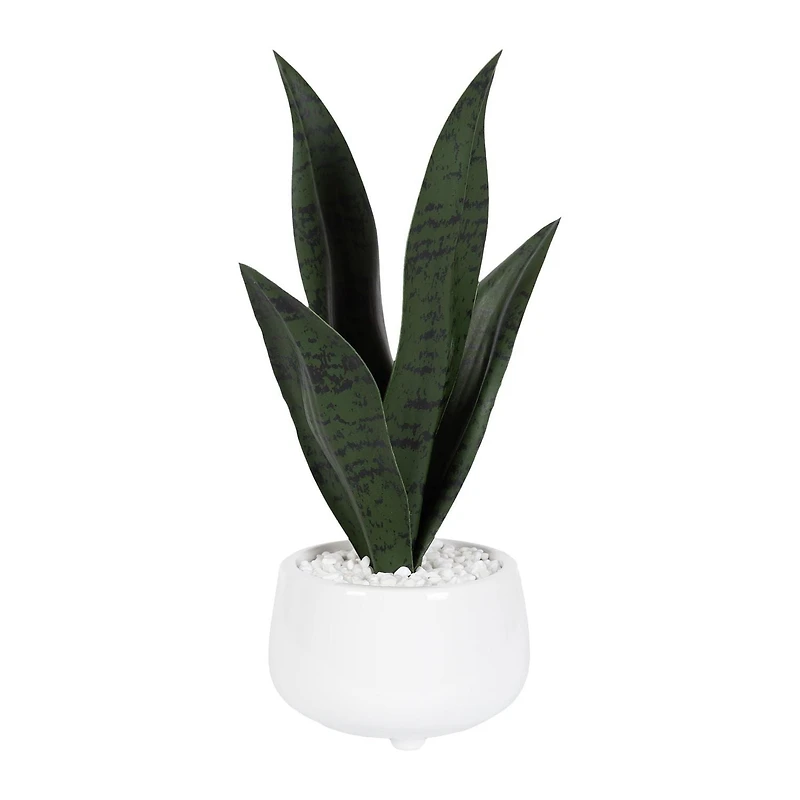 Plante serpent Kotera en pot ceramique