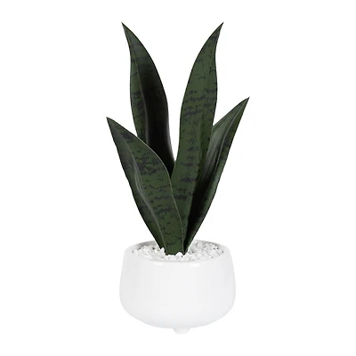 Plante serpent Kotera en pot ceramique