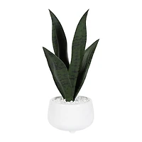 Plante serpent Kotera en pot ceramique