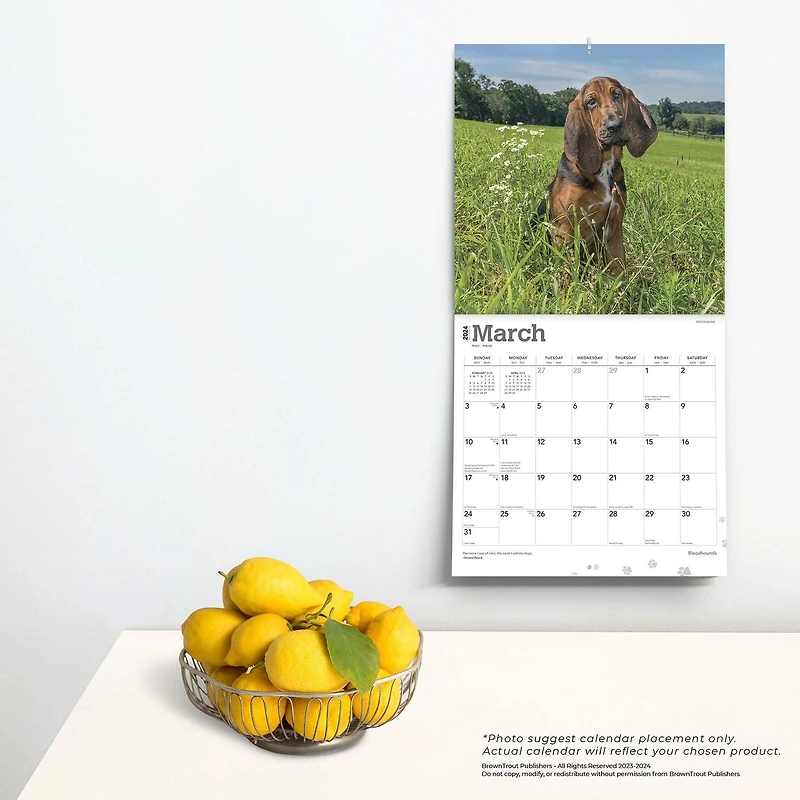BrownTrout Bloodhounds 2024 12x24 Inch Square Wall Calendar, 9781975470678