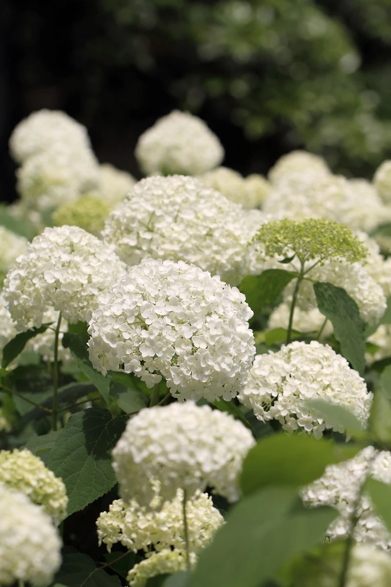 2 Gallon Hortensia arbustif Annabelle