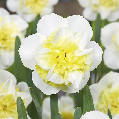 TASC Bulbes de fleurs de narcisse-Narcisse Double Amira (10 bulbes)