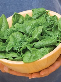 Burpee Organic Bloomsdale Long Standing Spinach, Plant Seeds for Home Garden