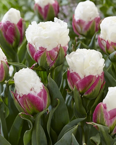 TASC Tulip Double Late Ice Cream, Quantity 8 bulbs each bag