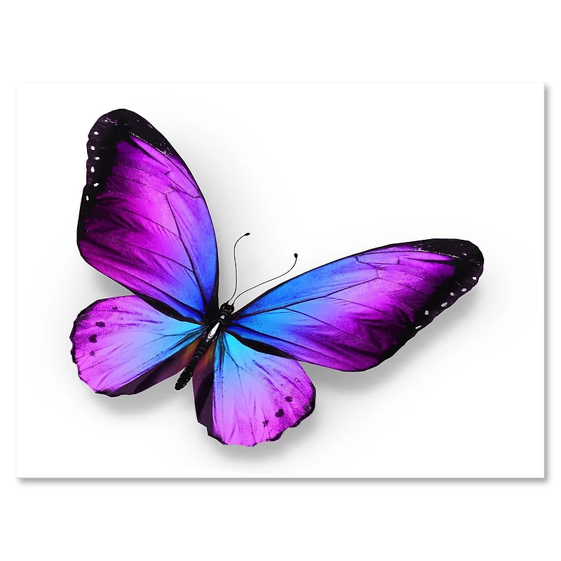 Designart Violet and Blue Butterfly Canvas Wall Art