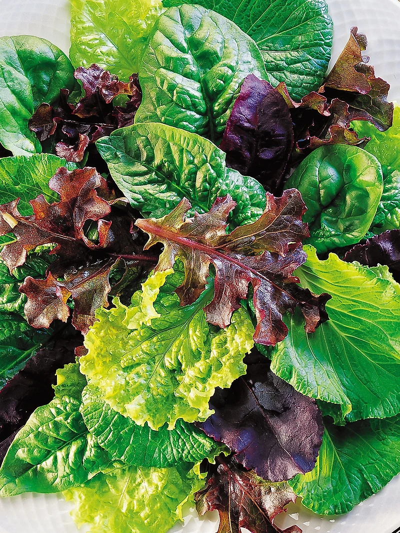 Burpee Mélange de Salade Sucrée Heir - Mesclun