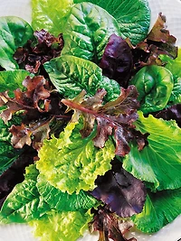 Burpee Mélange de Salade Sucrée Heir - Mesclun
