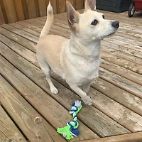 Dogit Knotted Rope Dog Toy, Multicoloured Rope Bone, Small