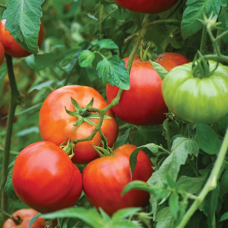 Burpee Big Daddy Tomate Hybride