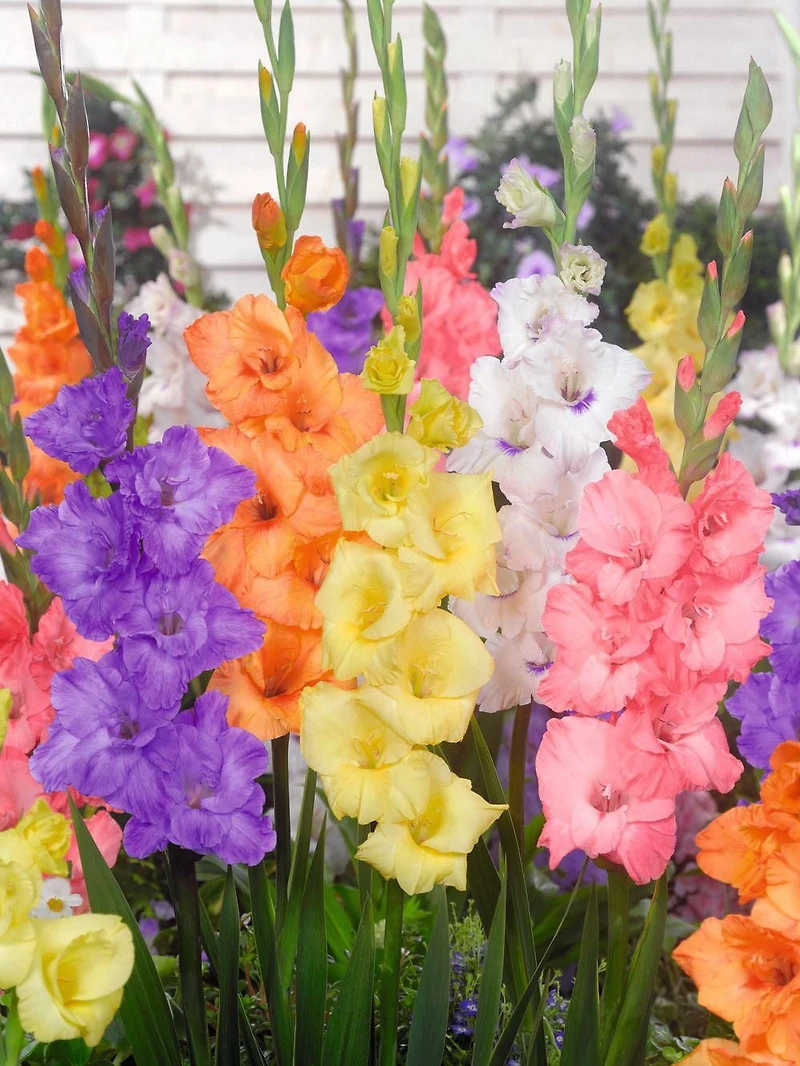 Tasc Flower Bulbes Glaïeuls grand pastel à fleurs assorties (30 ampoules)