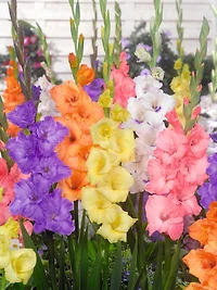 Tasc Flower Bulbes Glaïeuls grand pastel à fleurs assorties (30 ampoules)