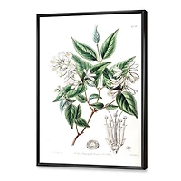 Designart Vintage Botanicals X FLOAT FRAME WALL ART