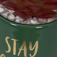 Fausse plante grasse miniature Stay Cozy Bice