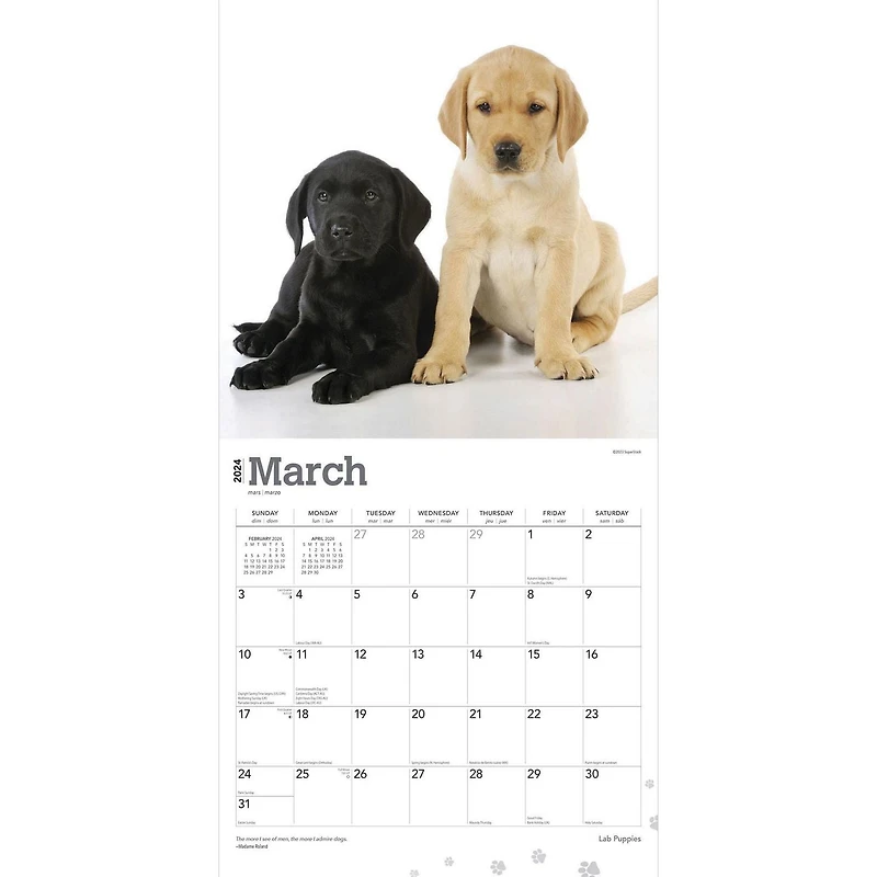 BrownTrout Labrador Retriever Puppies 2024 12x24 Inch Square Wall Calendar, 9781975463526
