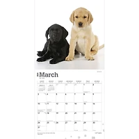 BrownTrout Labrador Retriever Puppies 2024 12x24 Inch Square Wall Calendar, 9781975463526
