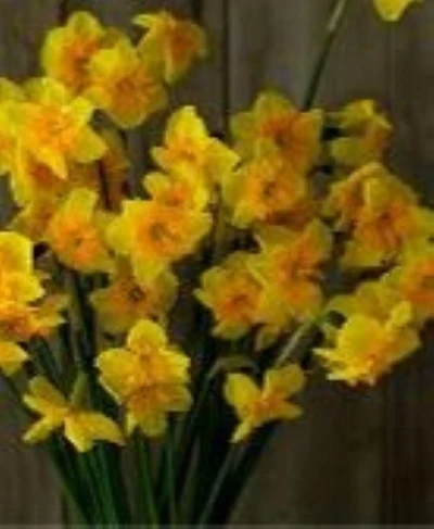 TASC Narcissus Flower Bulbs-Narcissus Jonquilla et Apodanthus (10 Ampoules)
