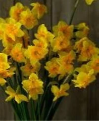 TASC Narcissus Flower Bulbs-Narcissus Jonquilla et Apodanthus (10 Ampoules)