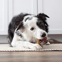Milk-Bone Brushing Chews Gâteries dentaires pour chiens petit-chiens 201g-535g (18-48 gâteries)