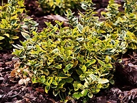Emerald n Gold Euonymus 2 Gallon