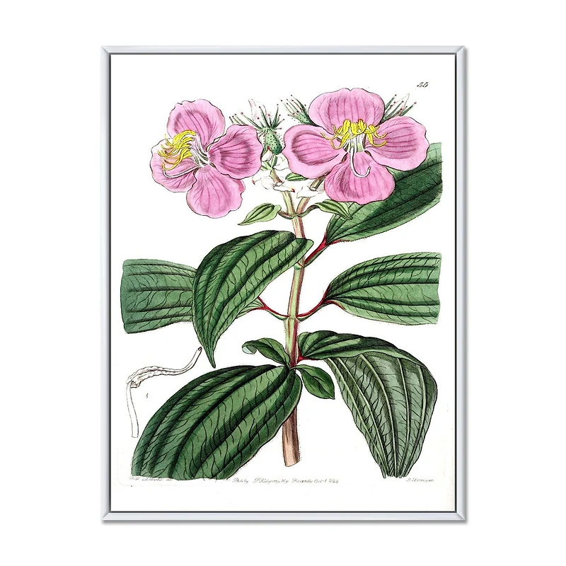Designart Vintage Plant Life XXIII FLOAT FRAME WALL ART