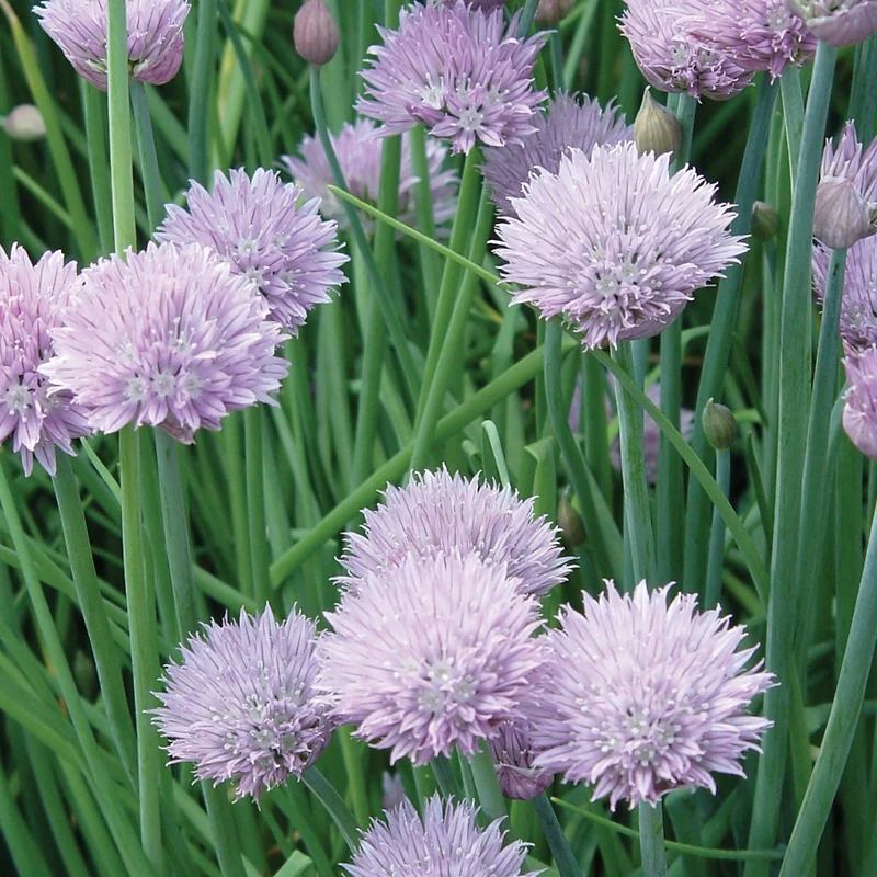 Burpee Dolores Chives, Plant Seeds for Home Garden