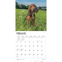 BrownTrout Bloodhounds 2024 12x24 Inch Square Wall Calendar, 9781975470678