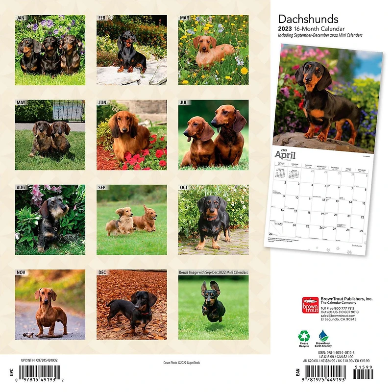 Dachshunds 2023 Square