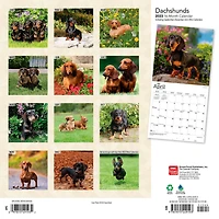 Dachshunds 2023 Square
