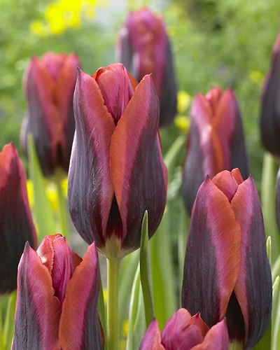 TASC Tulip Triumph Slawa, Quantity 8 bulbs each bag