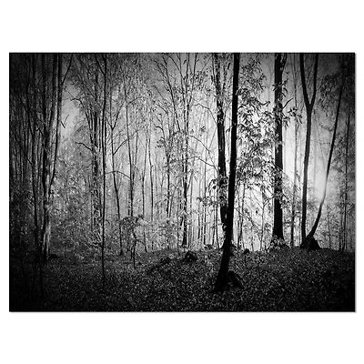 Designart Beau panorama du matin de la forêt Art mural sur toile