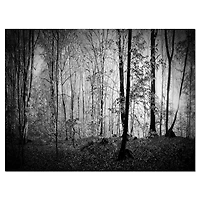 Designart Beautiful Forest Morning Panorama Canvas Wall Art