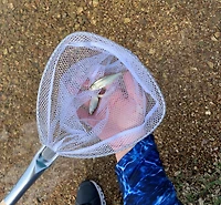 Filet de pêche à manche en bois Baitwell Frabill 3049 de Plano Molding Cerceau de 9 x 8 po en forme de D avec poignée fixe