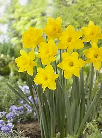 TASC Narcisse Trumpet Dutch Master Quantité : 6 bulbes par sachet