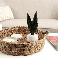 Plante serpent Kotera en pot ceramique