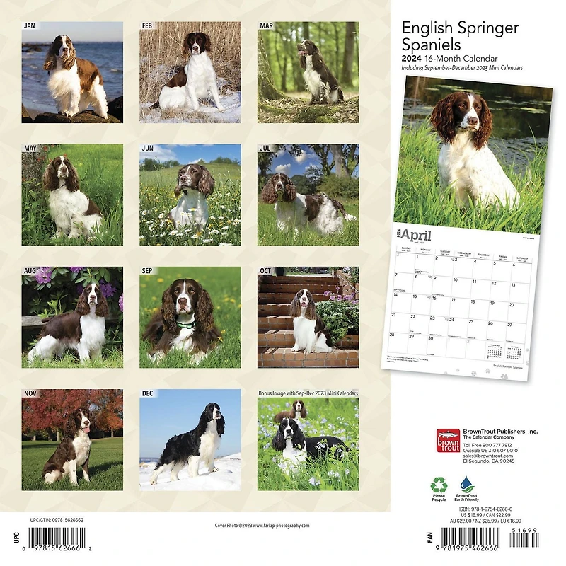 BrownTrout English Springer Spaniels 2024 12x24 Inch Square Wall Calendar, 9781975462666