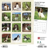 BrownTrout English Springer Spaniels 2024 12x24 Inch Square Wall Calendar, 9781975462666