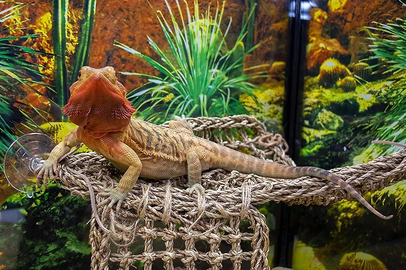 Penn Plax Natural Lizard Lounger Hammock