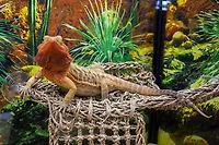 Penn Plax Natural Lizard Lounger Hammock