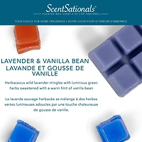 Cubes de cire parfumée ScentSationals - Lavande & Vanille 2,5 fois (70,9 g)