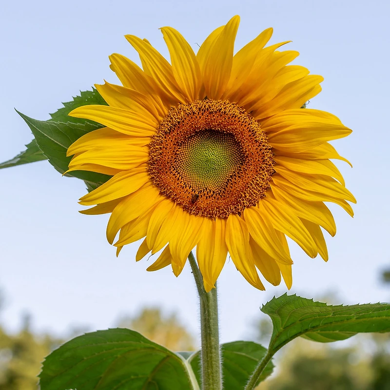 Burpee Organic Mammoth Sunflower, Plant Seeds for Home Garden