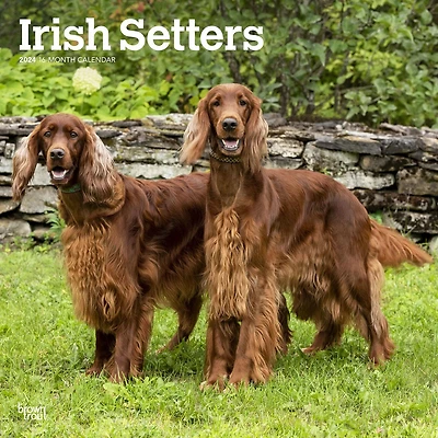 BrownTrout Irish Setters 2024 12x24 Inch Square Wall Calendar, 9781975467920