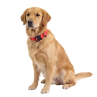 One Paw, Silicone Dog Collar with Metal Buckle, Water Repellent, Multiple Sizes