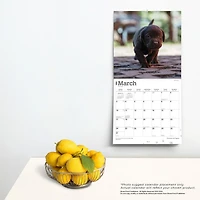 BrownTrout Labrador Retriever Chiots, Chocolat 2024 Mur Carré 30.48x60.96 CM, 9781975463564