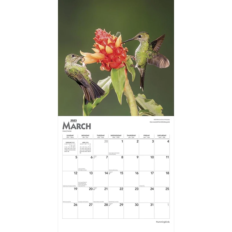Hummingbirds | 2023 12x24 Inch Square Wall Calendar