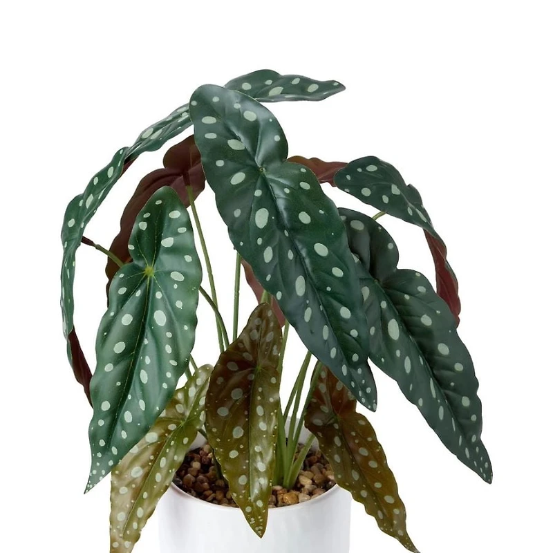 Anko Spotted Plant In Pot